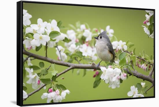 Tufted Titmouse in Crabapple Tree in Spring. Marion, Illinois, Usa-Richard ans Susan Day-Framed Stretched Canvas