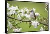 Tufted Titmouse in Crabapple Tree in Spring. Marion, Illinois, Usa-Richard ans Susan Day-Framed Stretched Canvas