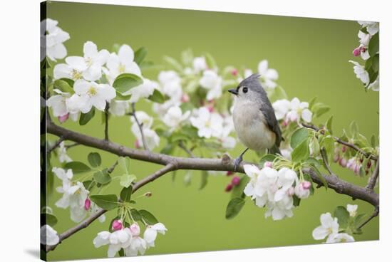 Tufted Titmouse in Crabapple Tree in Spring. Marion, Illinois, Usa-Richard ans Susan Day-Stretched Canvas