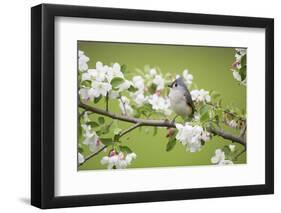 Tufted Titmouse in Crabapple Tree in Spring. Marion, Illinois, Usa-Richard ans Susan Day-Framed Photographic Print