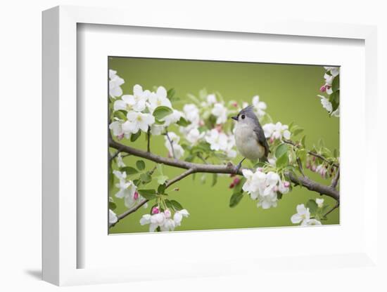 Tufted Titmouse in Crabapple Tree in Spring. Marion, Illinois, Usa-Richard ans Susan Day-Framed Photographic Print