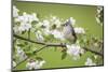 Tufted Titmouse in Crabapple Tree in Spring. Marion, Illinois, Usa-Richard ans Susan Day-Mounted Photographic Print