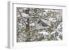 Tufted titmouse in red cedar tree in winter snow, Marion County, Illinois.-Richard & Susan Day-Framed Photographic Print