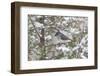 Tufted titmouse in red cedar tree in winter snow, Marion County, Illinois.-Richard & Susan Day-Framed Photographic Print