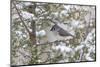 Tufted titmouse in red cedar tree in winter snow, Marion County, Illinois.-Richard & Susan Day-Mounted Photographic Print