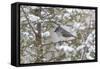 Tufted titmouse in red cedar tree in winter snow, Marion County, Illinois.-Richard & Susan Day-Framed Stretched Canvas