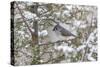 Tufted titmouse in red cedar tree in winter snow, Marion County, Illinois.-Richard & Susan Day-Stretched Canvas