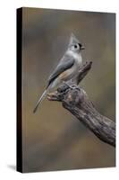 Tufted titmouse, Kentucky-Adam Jones-Stretched Canvas