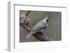 Tufted titmouse, Kentucky-Adam Jones-Framed Photographic Print