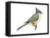 Tufted Titmouse (Parus Bicolor), Birds-Encyclopaedia Britannica-Framed Stretched Canvas