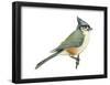 Tufted Titmouse (Parus Bicolor), Birds-Encyclopaedia Britannica-Framed Poster