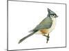 Tufted Titmouse (Parus Bicolor), Birds-Encyclopaedia Britannica-Mounted Poster