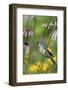 Tufted Titmouse Sings on Pale Purple Coneflower, Marion, Illinois, Usa-Richard ans Susan Day-Framed Photographic Print