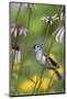 Tufted Titmouse Sings on Pale Purple Coneflower, Marion, Illinois, Usa-Richard ans Susan Day-Mounted Photographic Print