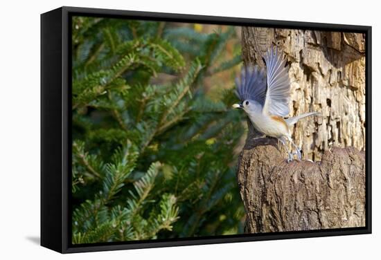 Tufted-Titmouse-Gary Carter-Framed Stretched Canvas