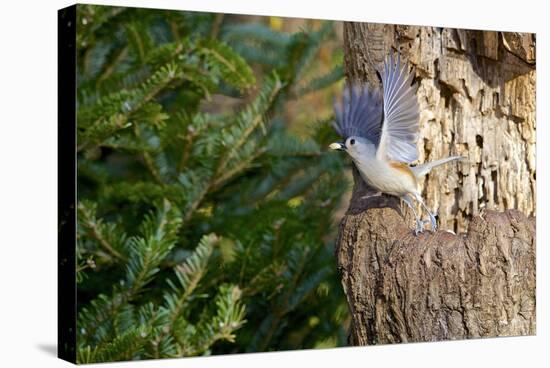 Tufted-Titmouse-Gary Carter-Stretched Canvas