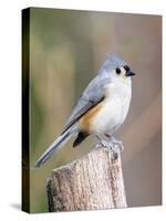 Tufted-Titmouse-Gary Carter-Stretched Canvas