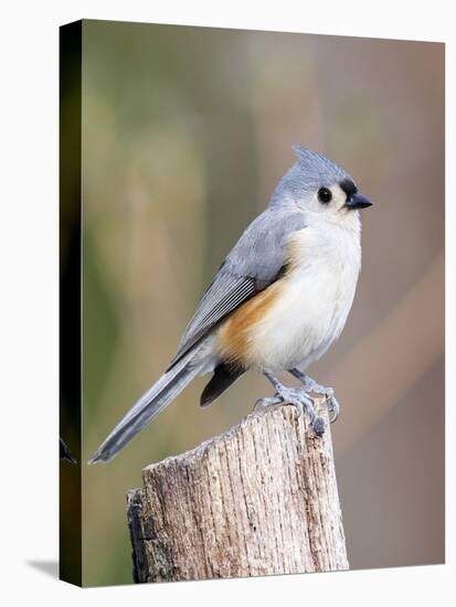 Tufted-Titmouse-Gary Carter-Stretched Canvas