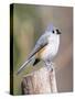 Tufted-Titmouse-Gary Carter-Stretched Canvas