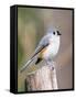 Tufted-Titmouse-Gary Carter-Framed Stretched Canvas