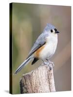 Tufted-Titmouse-Gary Carter-Stretched Canvas