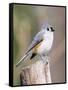 Tufted-Titmouse-Gary Carter-Framed Stretched Canvas