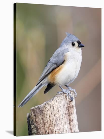 Tufted-Titmouse-Gary Carter-Stretched Canvas