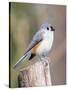 Tufted-Titmouse-Gary Carter-Stretched Canvas