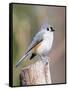 Tufted-Titmouse-Gary Carter-Framed Stretched Canvas