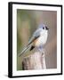 Tufted-Titmouse-Gary Carter-Framed Premium Photographic Print