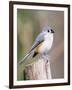 Tufted-Titmouse-Gary Carter-Framed Premium Photographic Print