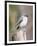 Tufted-Titmouse-Gary Carter-Framed Premium Photographic Print