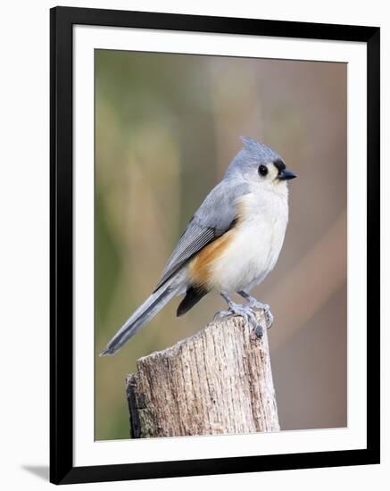 Tufted-Titmouse-Gary Carter-Framed Premium Photographic Print