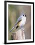 Tufted-Titmouse-Gary Carter-Framed Premium Photographic Print