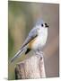 Tufted-Titmouse-Gary Carter-Mounted Premium Photographic Print