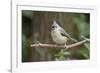 Tufted Titmouse-Gary Carter-Framed Premium Photographic Print