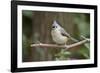 Tufted Titmouse-Gary Carter-Framed Premium Photographic Print