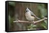 Tufted Titmouse-Gary Carter-Framed Stretched Canvas