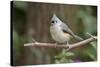 Tufted Titmouse-Gary Carter-Stretched Canvas