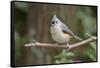 Tufted Titmouse-Gary Carter-Framed Stretched Canvas