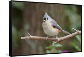 Tufted Titmouse-Gary Carter-Framed Stretched Canvas