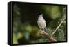 Tufted Titmouse-Gary Carter-Framed Stretched Canvas