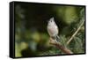 Tufted Titmouse-Gary Carter-Framed Stretched Canvas