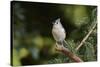 Tufted Titmouse-Gary Carter-Stretched Canvas