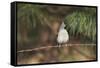 Tufted Titmouse-Gary Carter-Framed Stretched Canvas