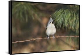 Tufted Titmouse-Gary Carter-Framed Stretched Canvas