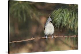 Tufted Titmouse-Gary Carter-Stretched Canvas