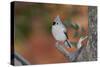 Tufted Titmouse-Gary Carter-Stretched Canvas