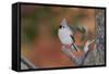 Tufted Titmouse-Gary Carter-Framed Stretched Canvas