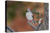 Tufted Titmouse-Gary Carter-Stretched Canvas